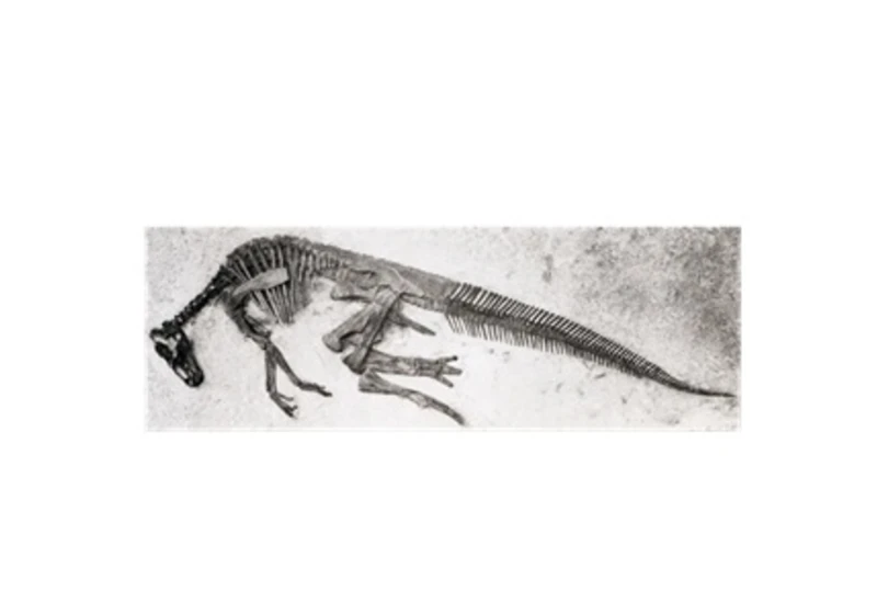 Dinosauři (ne)přežili do paleocénu