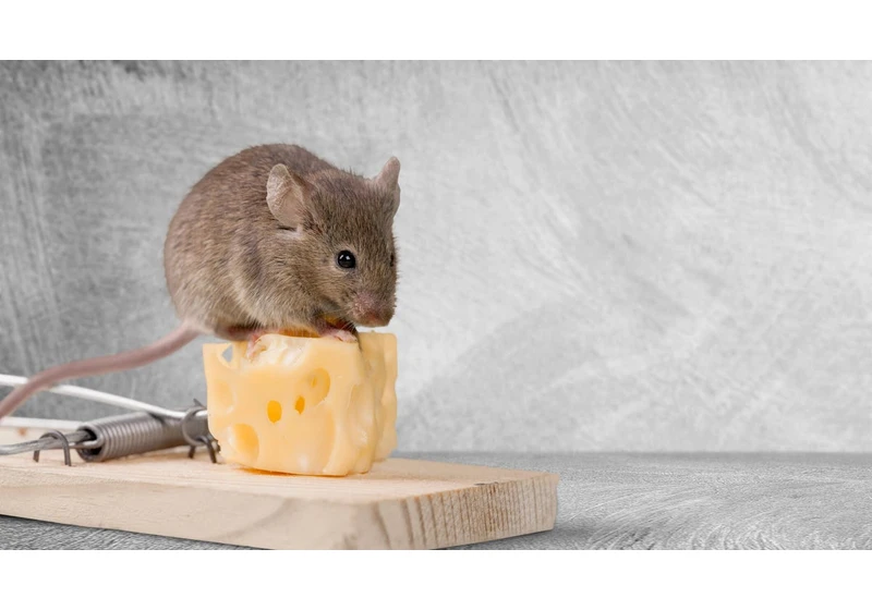 Wondering How to Keep Out Mice? We Asked an Expert for Tips