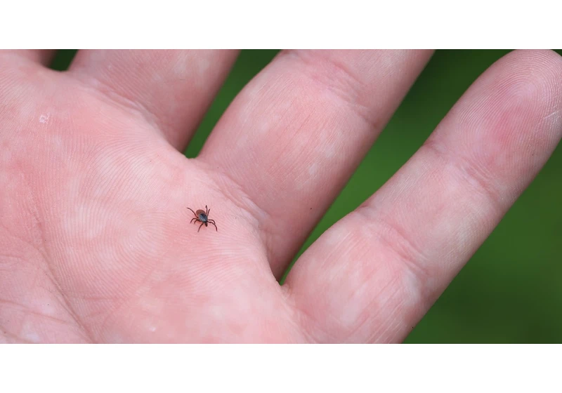 Taking the bite out of Lyme disease