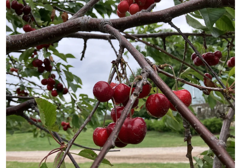 Most American farmers have second jobs to stay afloat