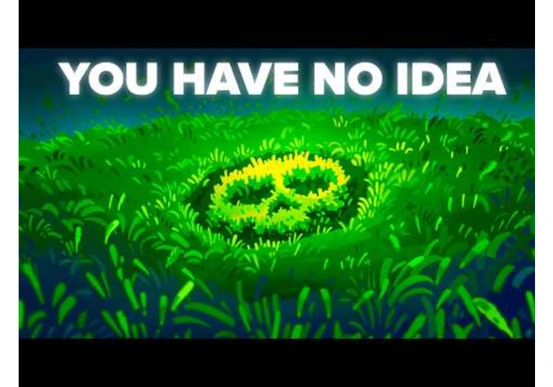 Terrifying Reason You've Been Lied To About Crop Circles