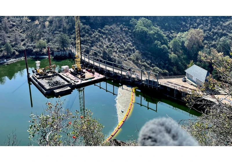 Salmon return to lay eggs in historic habitat after dam removal project