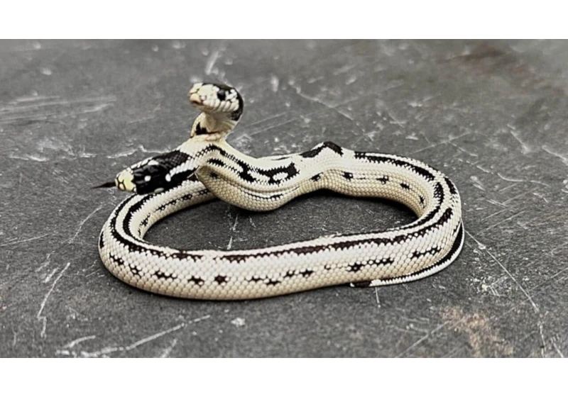 Meet Angel/Zeke, a Rare 2-Headed Snake Surviving Against the Odds