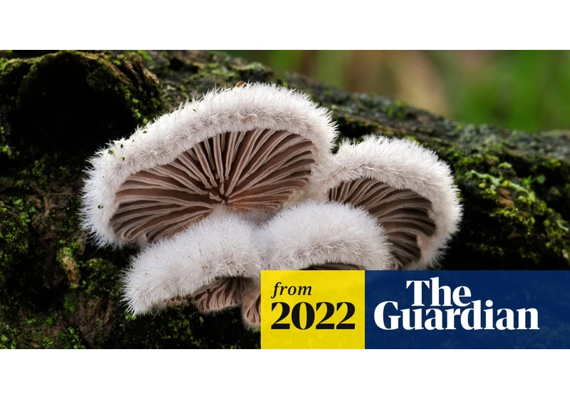 Mushrooms communicate with each other using up to 50 'words', scientist claims