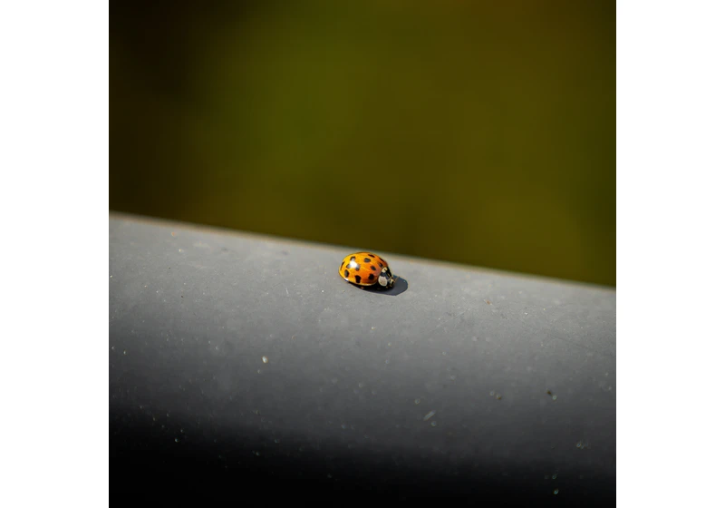 An almost catastrophic OpenZFS bug and the humans that made it