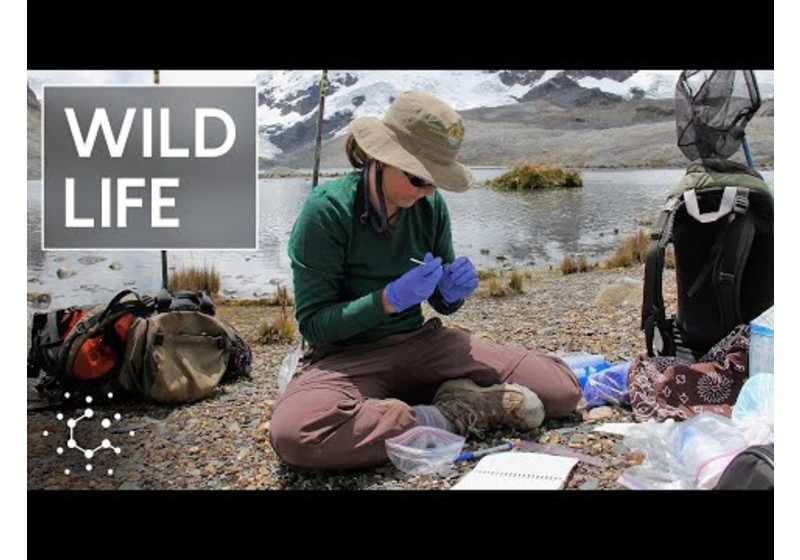 She Tracks Wildlife eDNA on Everest and in the Andes
