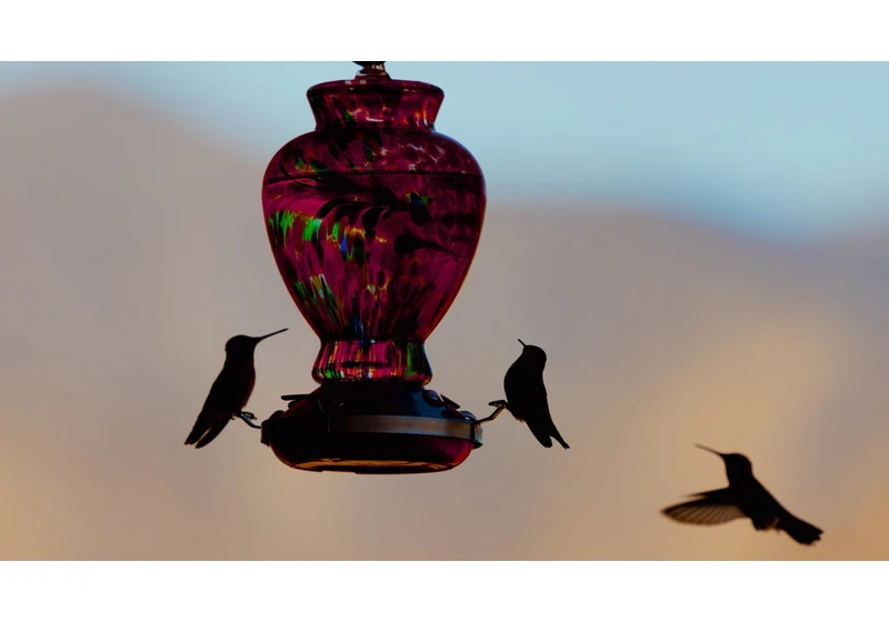 A Wildlife Expert Helped Me Find the Best Spot for My Bird Feeder. Here's What I Learned