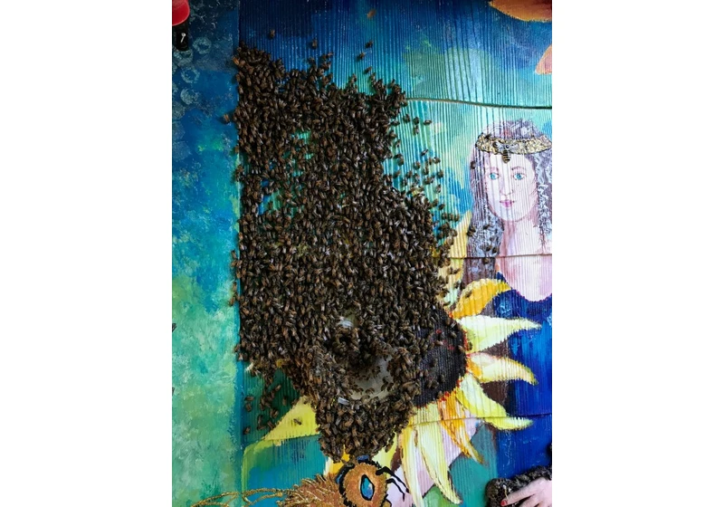 An Indoor Beehive in My Bedroom Wall