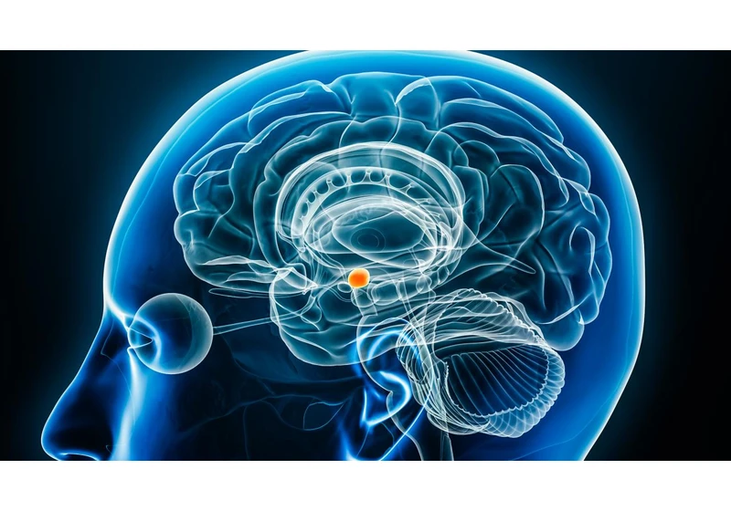 The Roots of Fear: Understanding the Amygdala