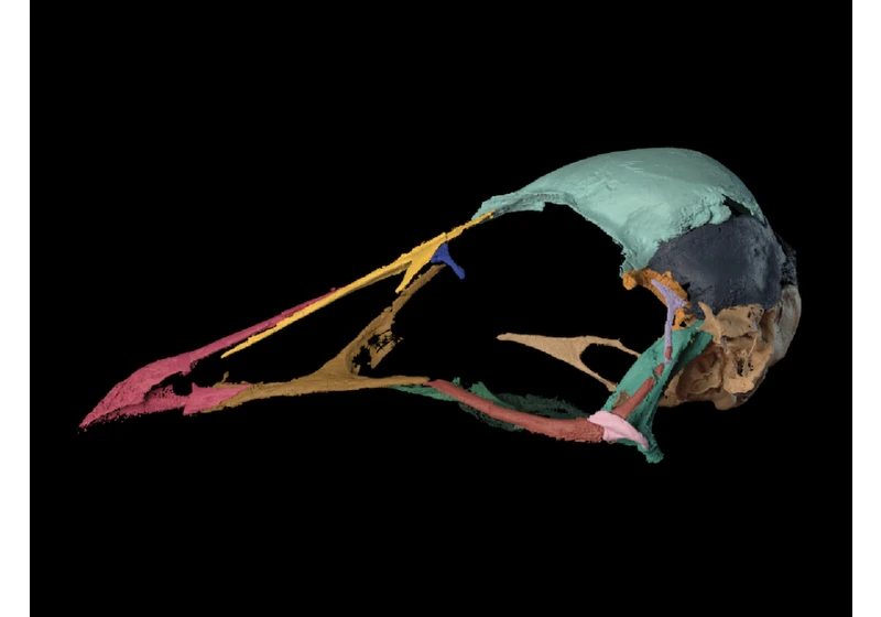 Bird brain from the age of dinosaurs reveals roots of avian intelligence