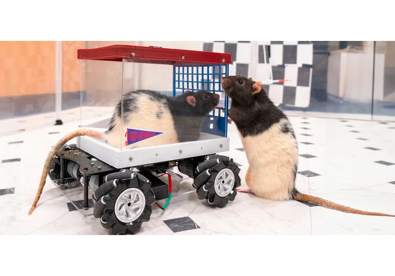 Rats Learned to Drive–and They Love It